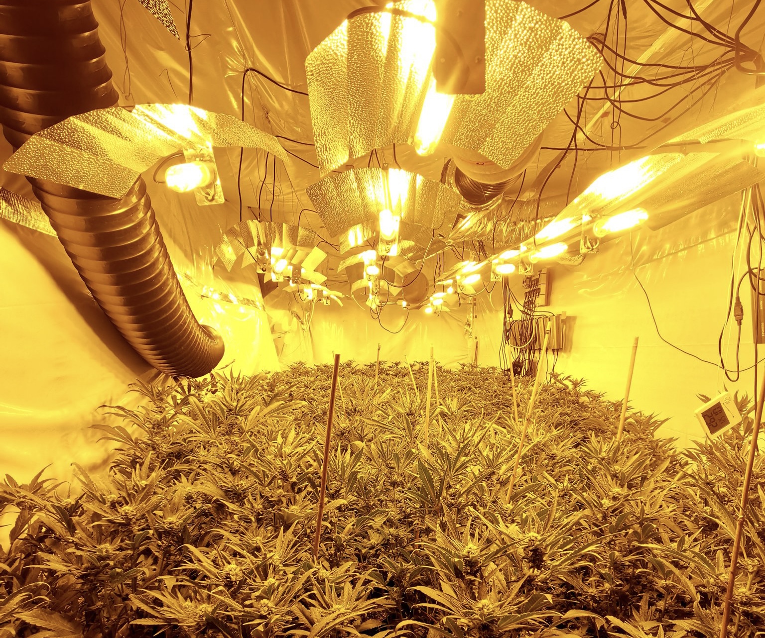 NEWS | Police discover cannabis farm with an estimated £250,000 worth of cannabis recovered