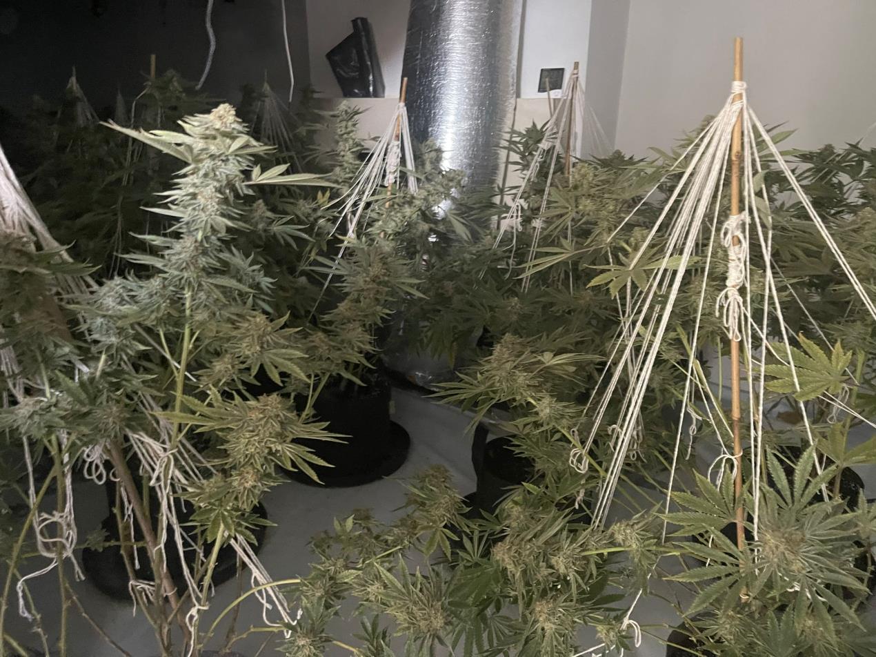 NEWS | Police officers discover 150 cannabis plants after executing a drugs warrant