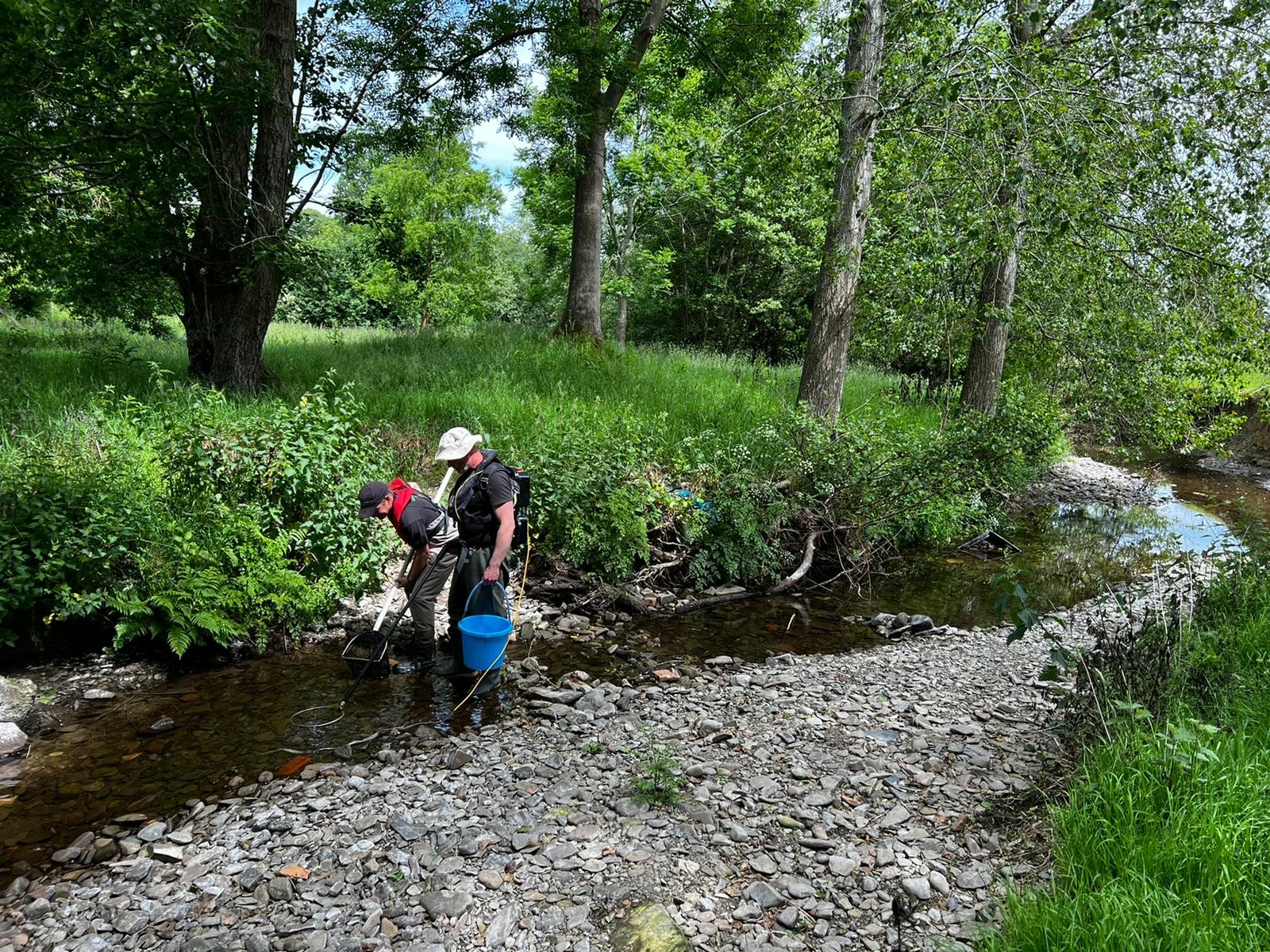 NEWS | Trout and Salmon rescued from the River Teme as dry spell of weather sees river dry up in parts