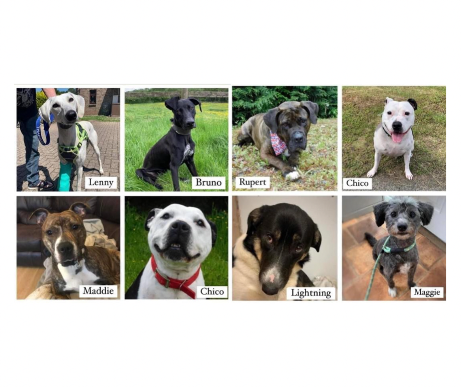 NEWS | Can you help Hereford & Worcester Animal Rescue find homes for these beautiful dogs?