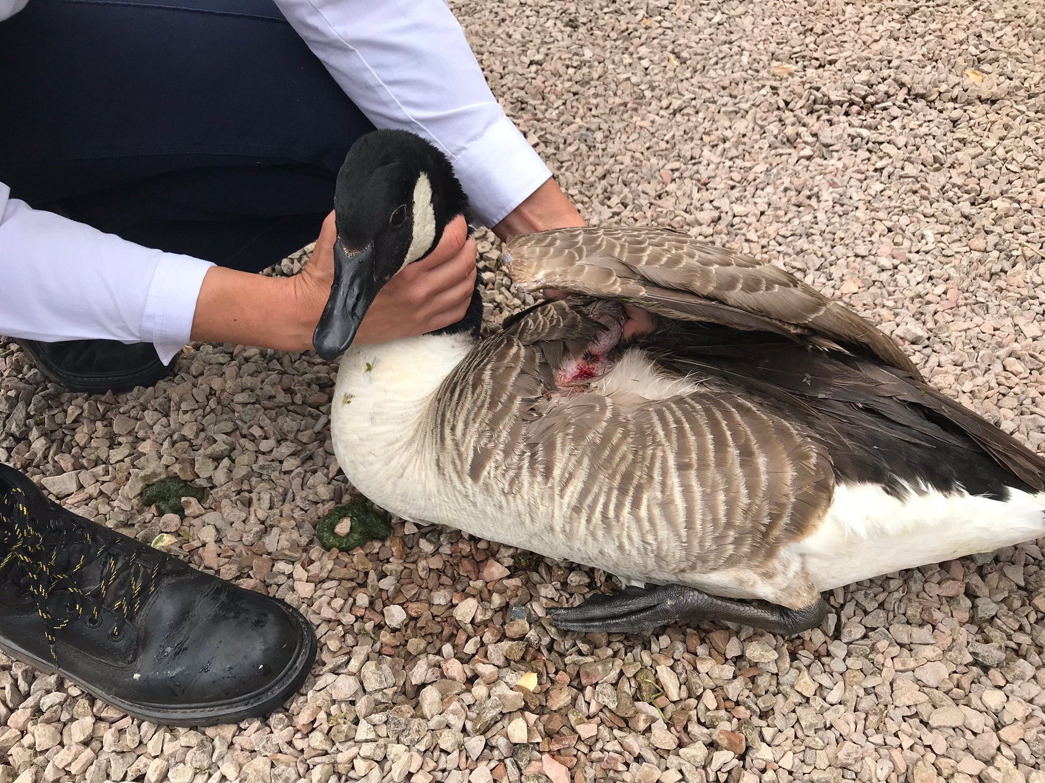 NEWS | RSPCA have rescued a tangled goose in Herefordshire