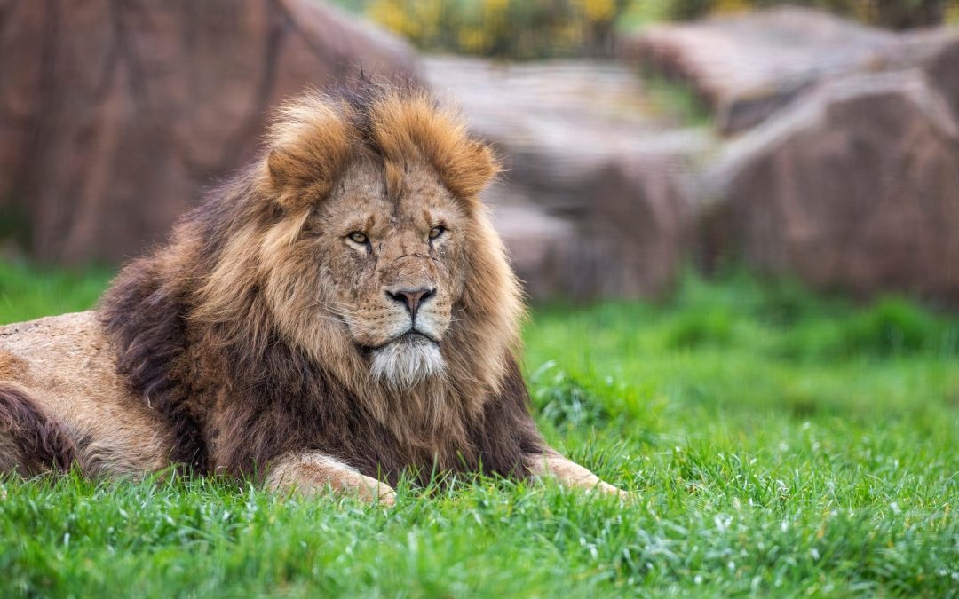 NEWS | West Midland Safari Park submit plans for brand-new Lion Lodges