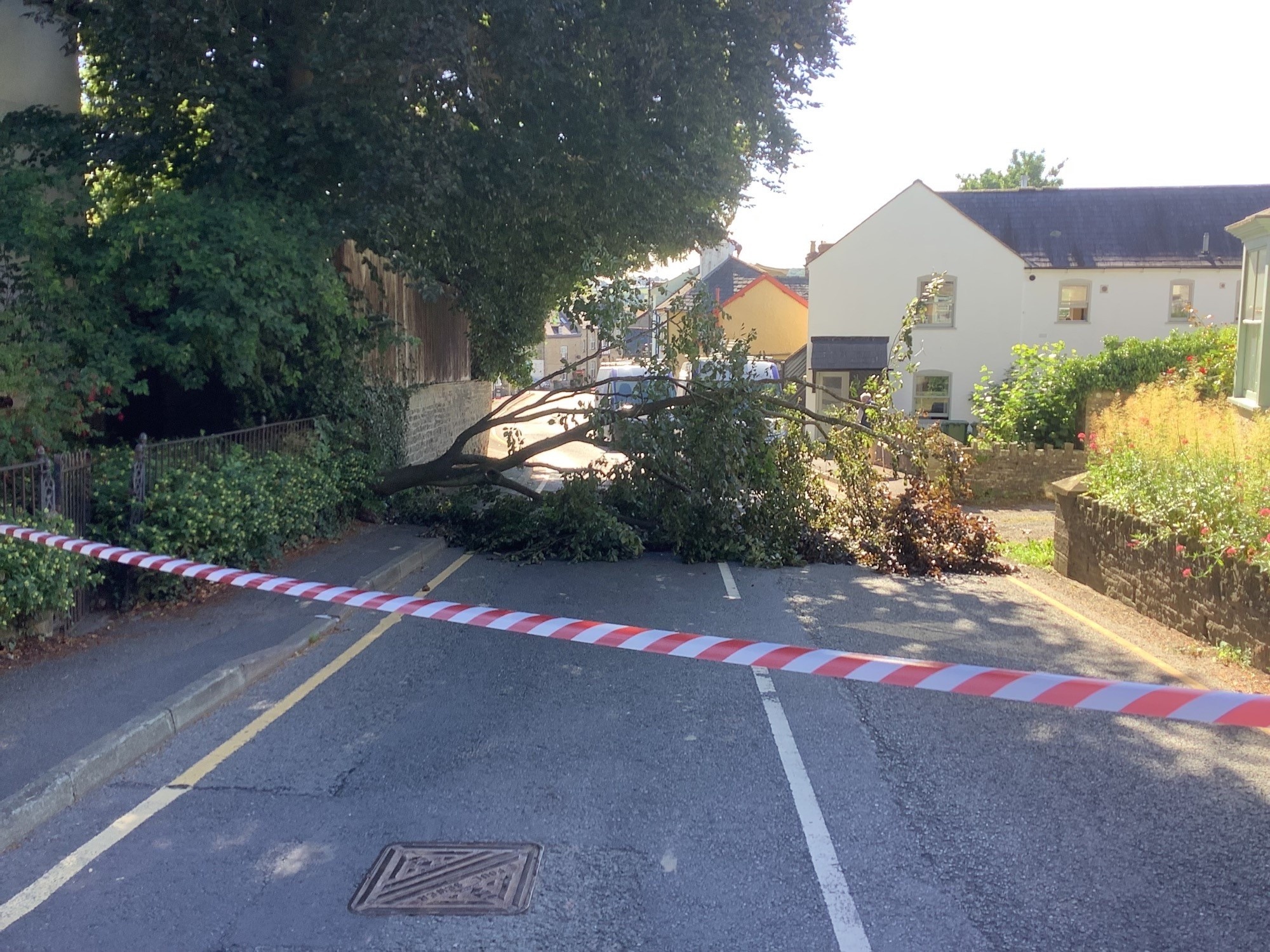 NEWS | A busy route in a Herefordshire market town is blocked by a fallen tree this morning