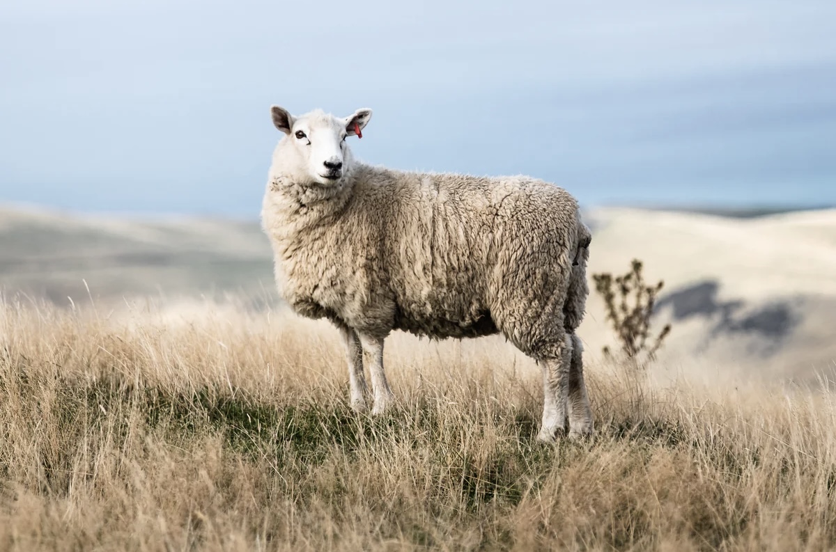 NEWS | Police appeal after three sheep were stolen from a field in Herefordshire