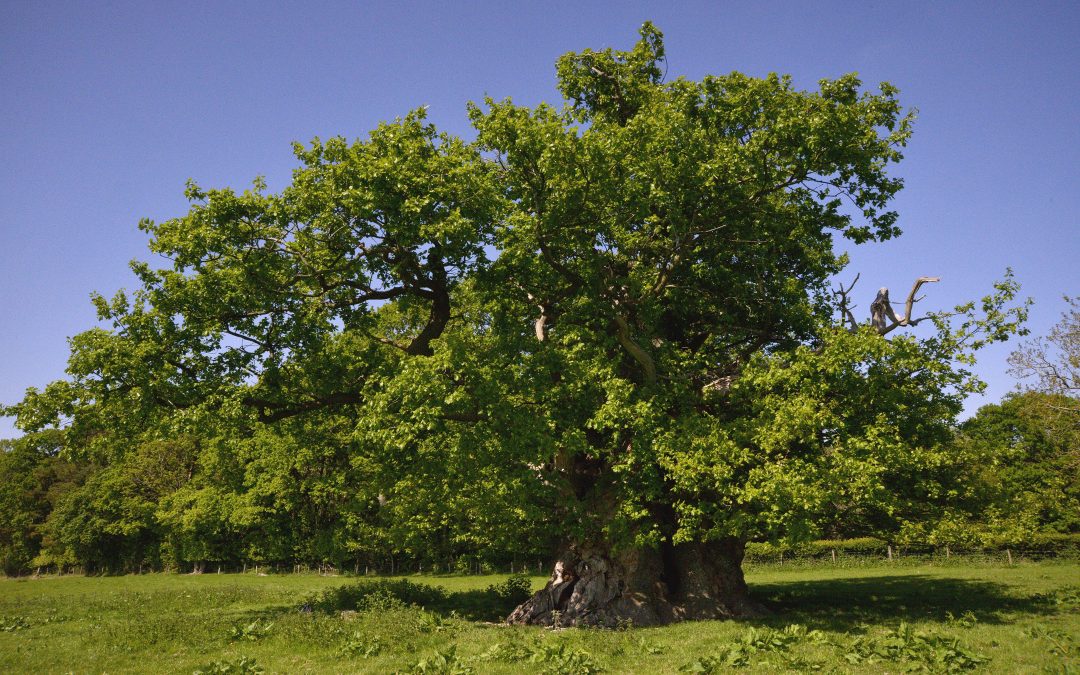 NEWS | Herefordshire tree in running to win Woodland Trust Tree of The Year 2022