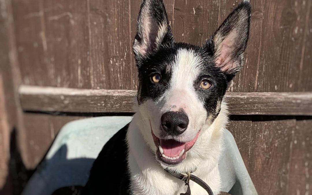 COMMUNITY | Can you help Hereford and Worcester Animal Rescue find a home from crazy Collie TJ? 