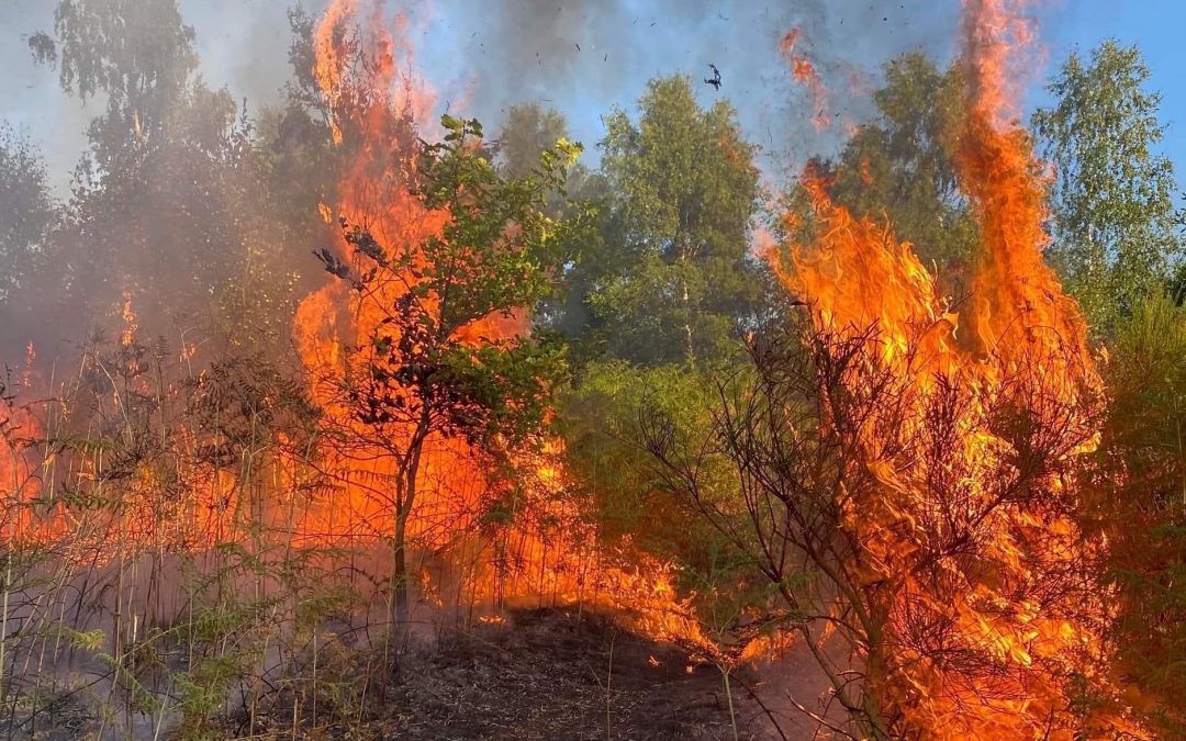 NEWS | Fire crews called to yet another large wildfire as temperatures continue to rise  