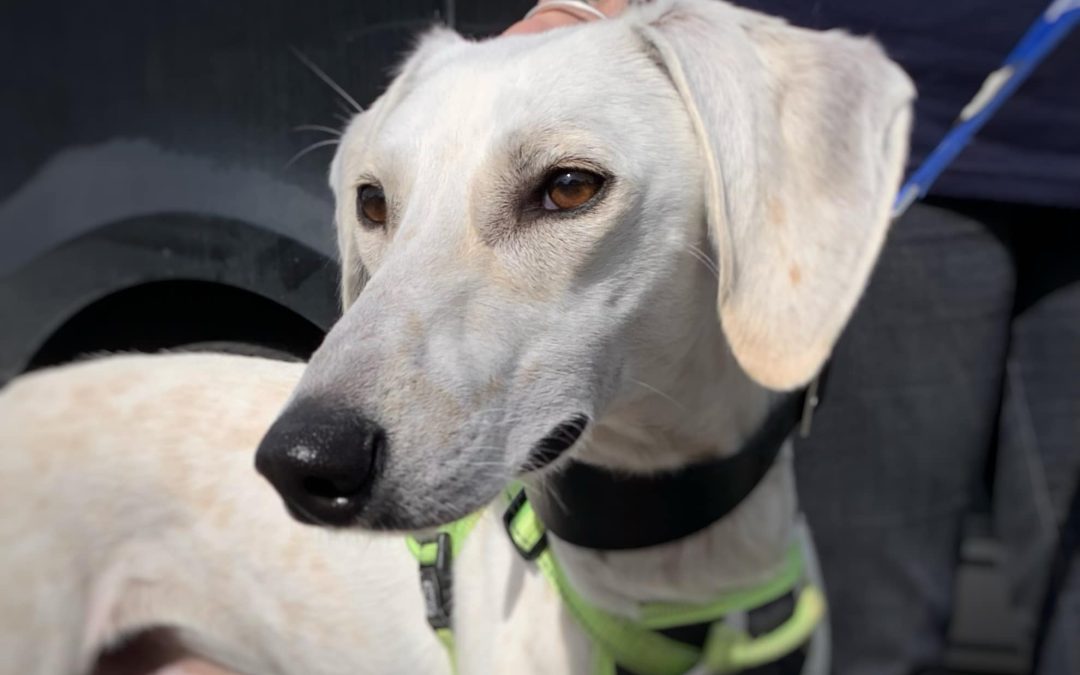 HELP! | Can you help find a loving home for Lenny the Lurcher from Hereford & Worcester Animal Rescue?