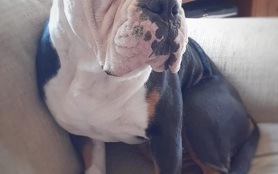 NEWS | Can you help Hereford and Worcester Animal Rescue find a home for Hugo the Bulldog?