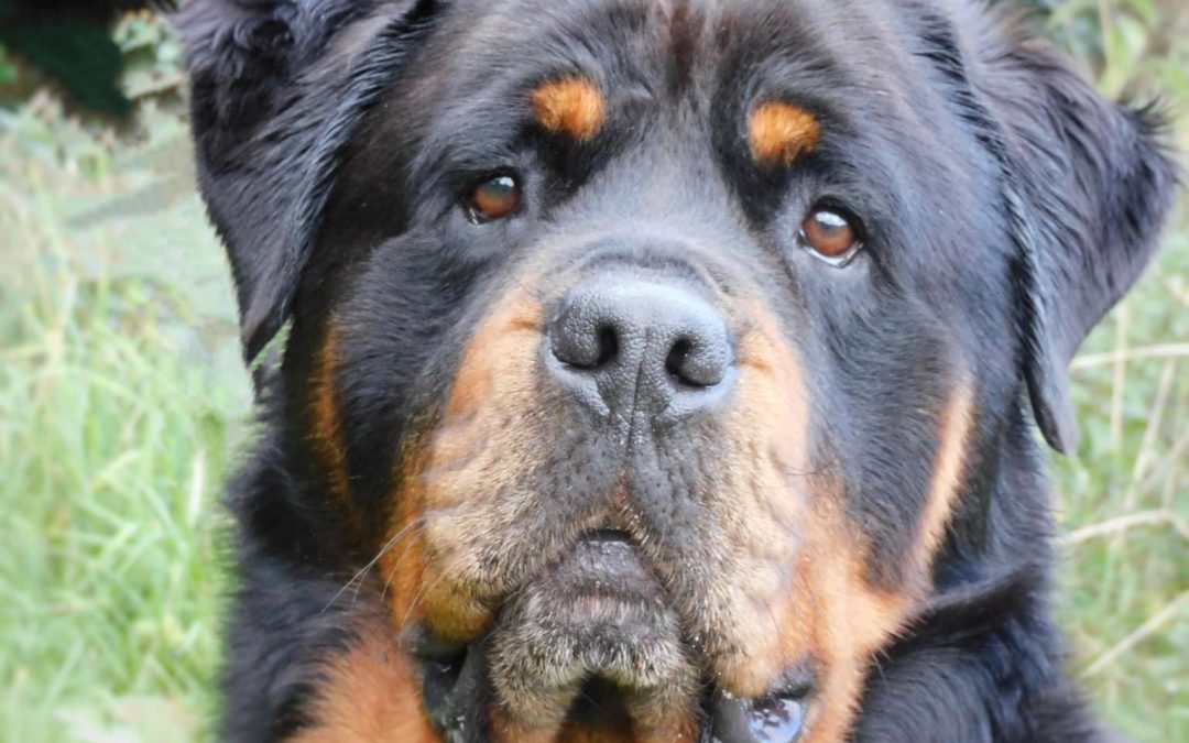 COMMUNITY | Can you help Hereford and Worcester Animal Rescue find a home for Bear? 
