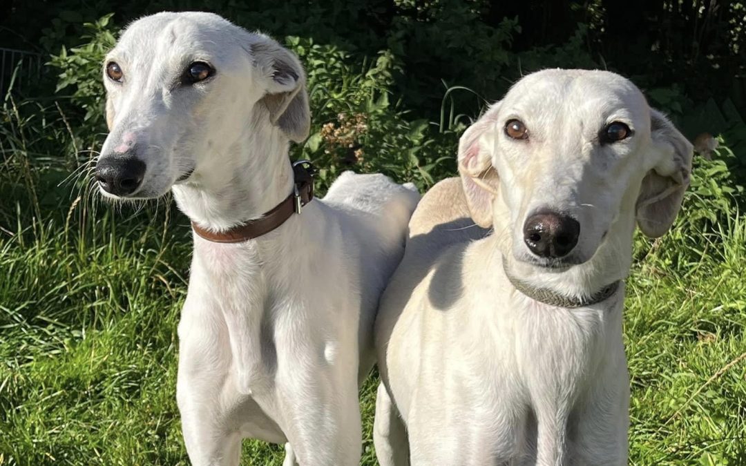 NEWS | Can you help Hereford and Worcester Animal Rescue find a home for these two lovely dogs 