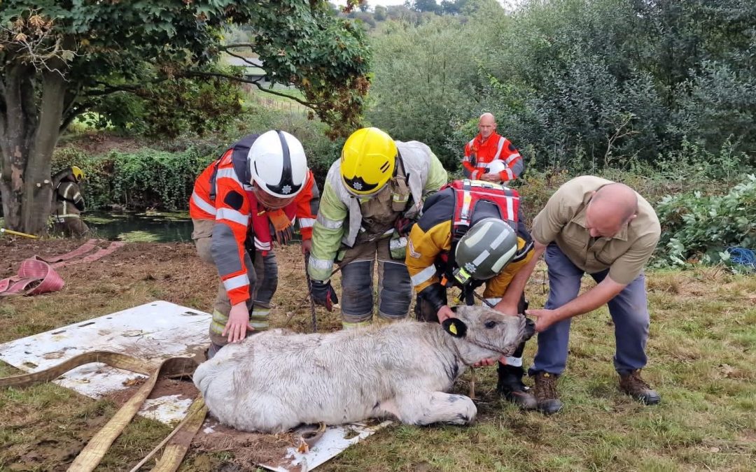 NEWS | Fire crews perform incredible rescue after a cow and a calf ended up in a river  