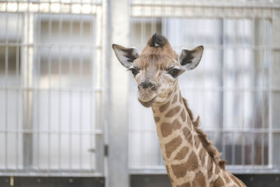 NEWS | Keepers at West Midland Safari Park are celebrating the birth of an incredibly cute, endangered giraffe calf
