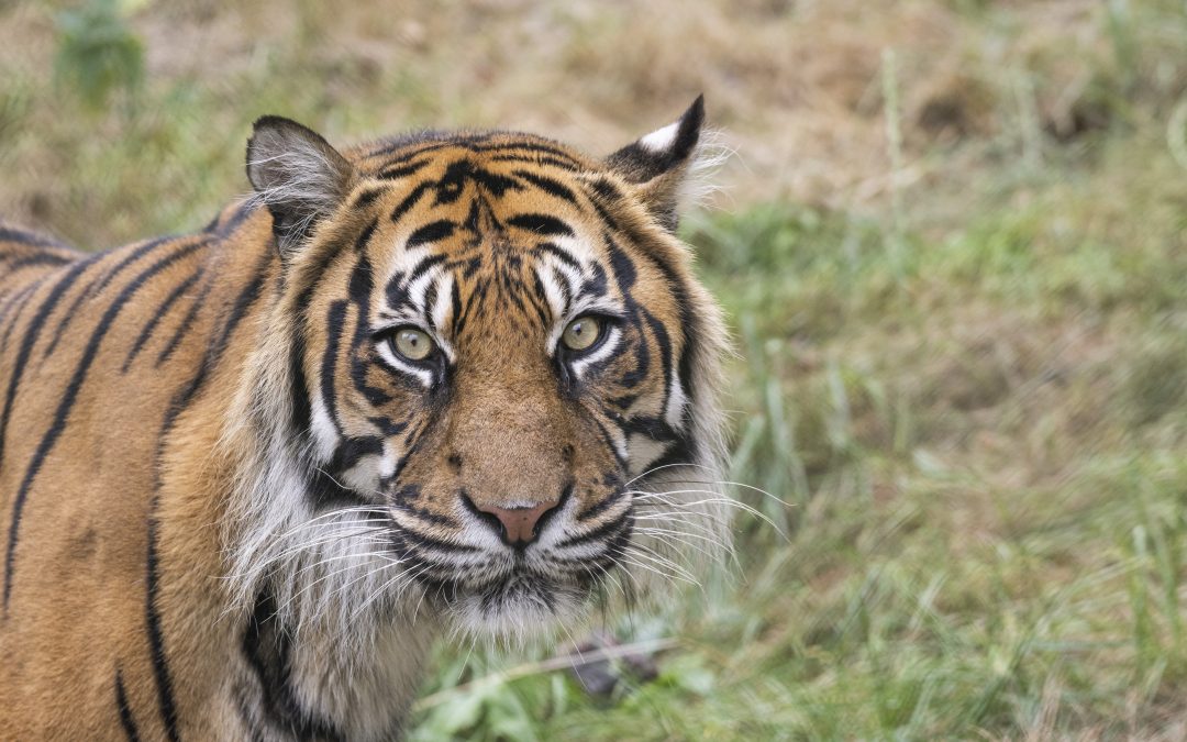 NEWS | West Midland Safari Park has recently welcomed a new arrival in the form of a critically endangered Sumatran tiger