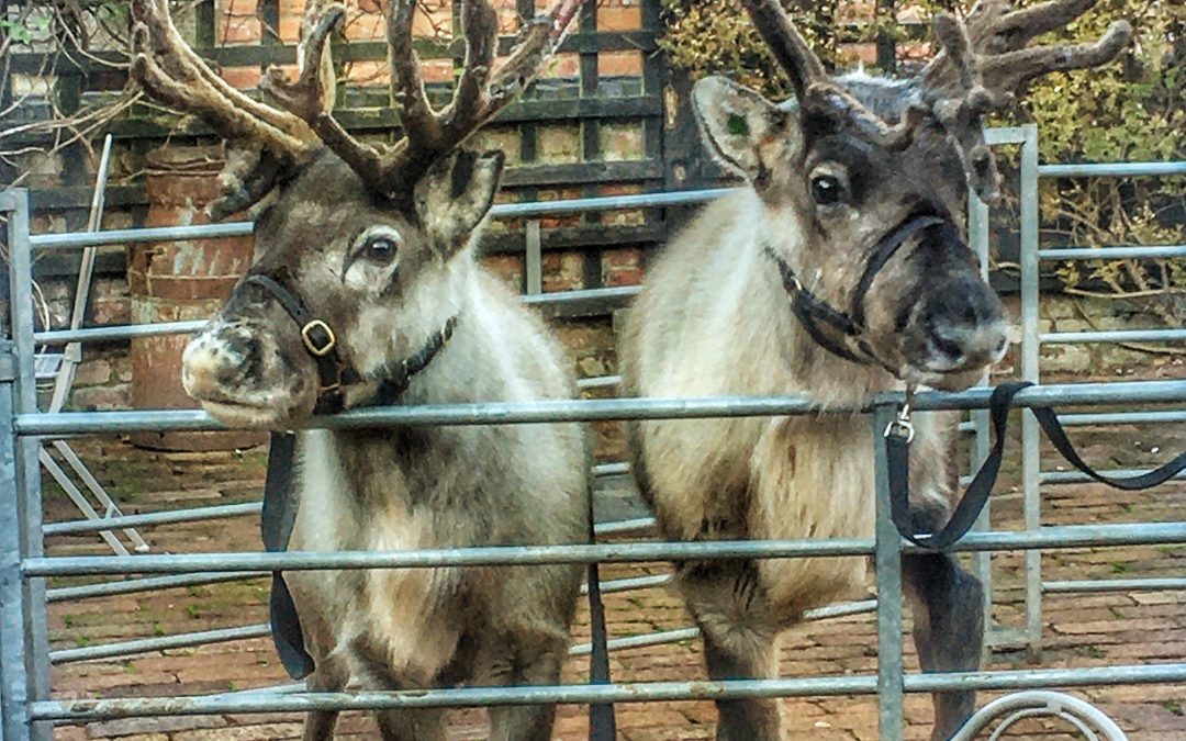 WHAT’S ON? | Santa’s Reindeers, The Beefy Boys and Wonderful Gifts at Ross-on-Wye Christmas Fayre this November  