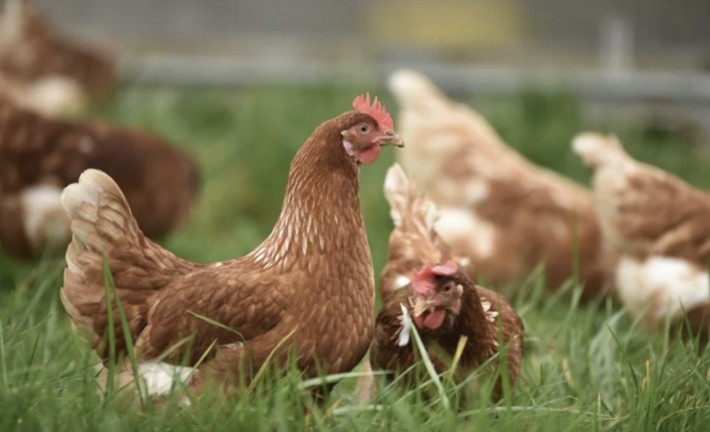 UK NEWS | Mandatory housing measures for all poultry and captive birds are to be introduced to all areas of England from Monday 7 November due to Bird Flu outbreaks
