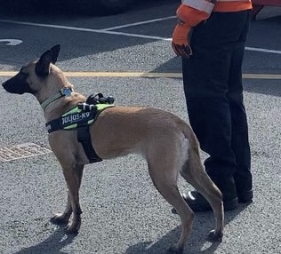 NEWS | Hereford & Worcester Fire and Rescue Service search dog helps trace missing 14-year-old girl in Worcester