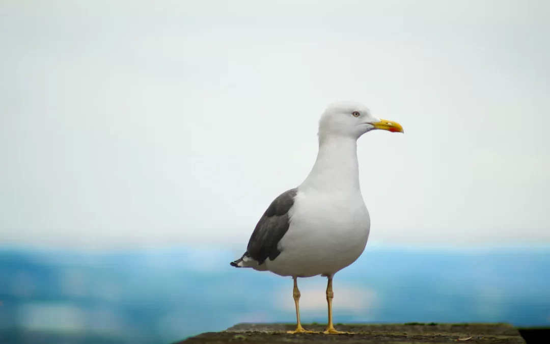 NEWS | Worcester City Council to spend £70,000 on controlling gull numbers in Worcester next year