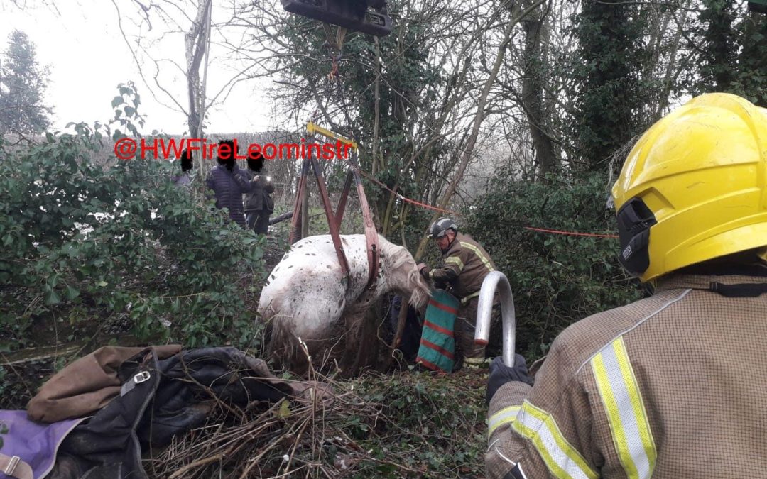 NEWS | Horse sadly dies after getting stuck in a ditch in Herefordshire 