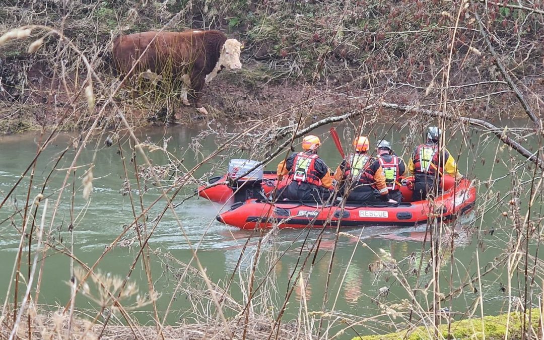 NEWS | Just INCREDI-BULL – Fire crews help rescue a Hereford Bull from the River Teme