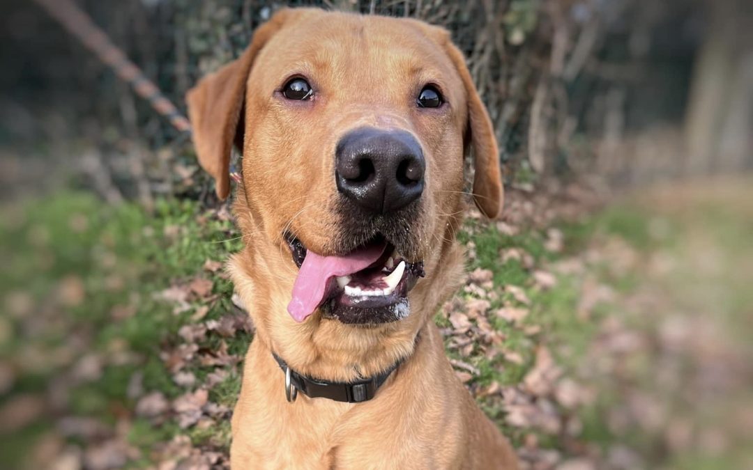 COMMUNITY | Can you help Hereford and Worcester Animal Rescue find a home for Dougie the Labrador? 
