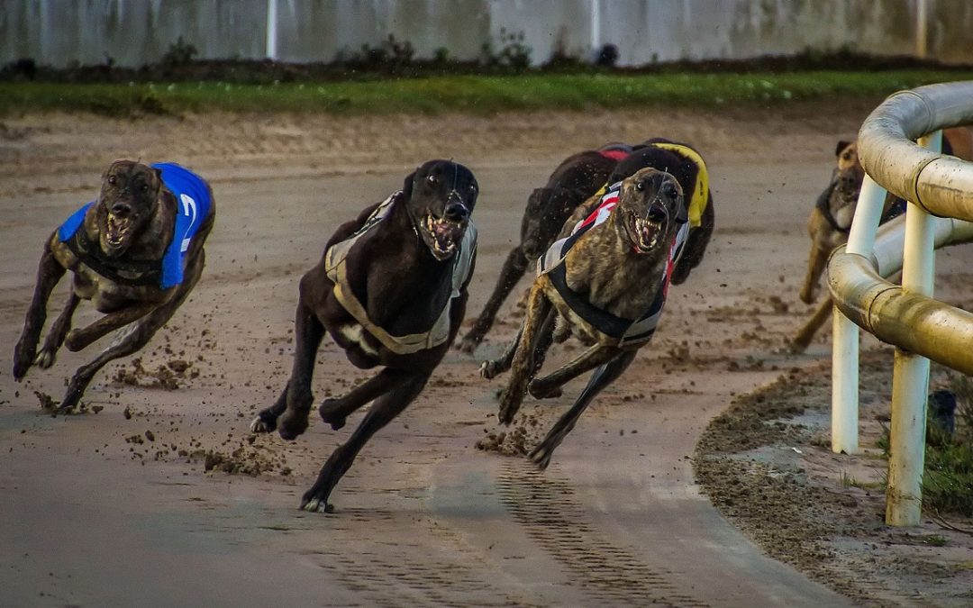 NEWS | The Welsh Government set to back ending greyhound racing across Wales