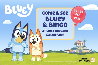 WHAT’S ON? | Popular CBeebies children’s character Bluey to visit West Midland Safari Park this half term