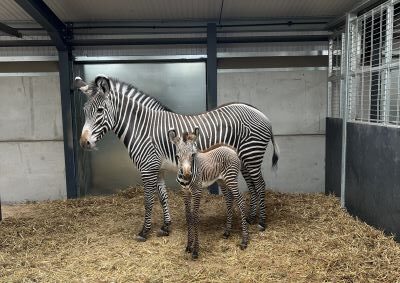 NEWS | A baby Grevy’s zebra has been born at West Midland Safari Park, marking a great step towards a conservation programme for endangered species