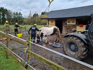 NEWS | Hereford & Worcester Fire and Rescue Service crews help get George the horse back on his feet