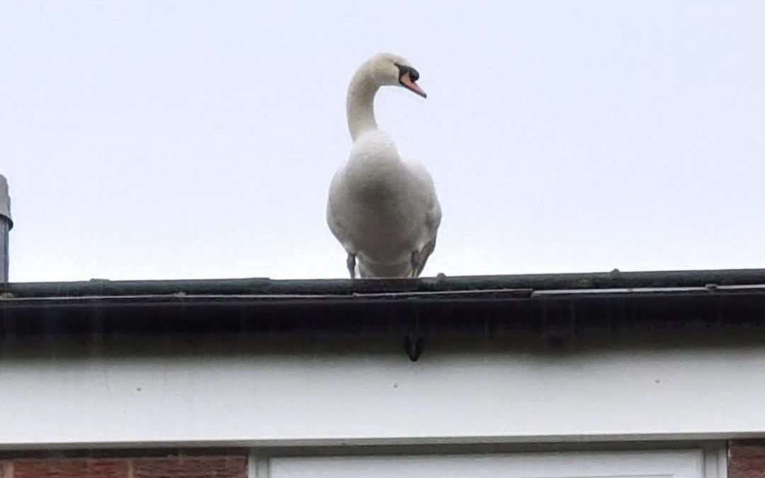 NEWS | Fire crews called to help rescue a swan that had got stuck on the roof of a house