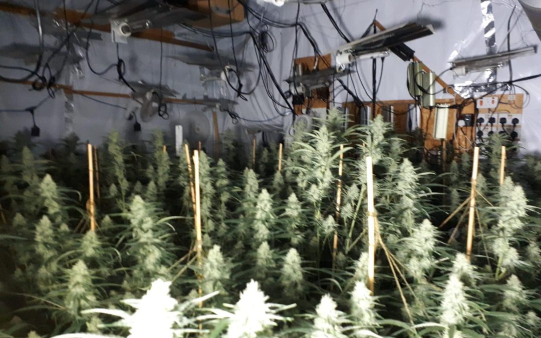 NEWS | Man arrested after a large scale Cannabis cultivation was discovered at a property in Leominster
