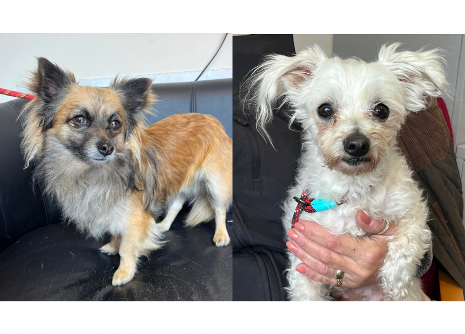 FEATURED | Hereford and Worcester Animal Rescue asks for help finding the owners of two dogs found in Herefordshire