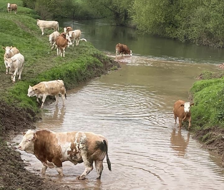 NEWS | How a photo on Your Herefordshire of cattle in a Herefordshire waterway sparked a debate that has reached more than 3 million people 