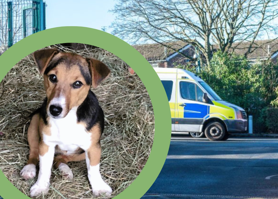 NEWS | Police have issued an appeal after two dogs were stolen from a farm 