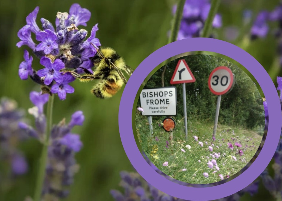 NEWS | Herefordshire Council and Balfour Beatty Living Places are working together this spring and summer to maintain roadside verges in a way that will ensure the safety of road users while improving local biodiversity