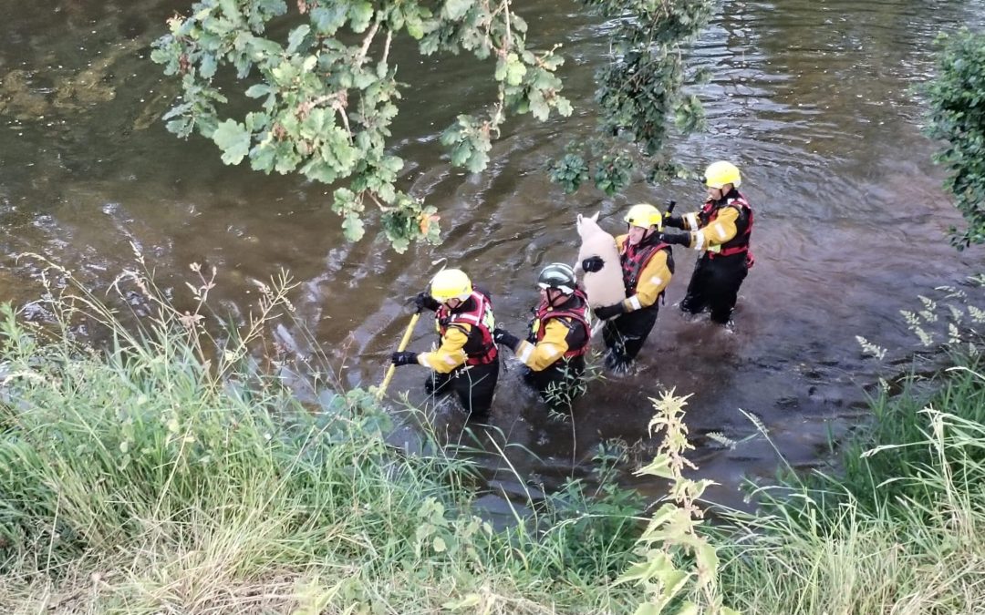 NEWS | Hereford & Worcester Fire and Rescue Service crews help rescue sheep that had got stuck on a steep ledge near a river 