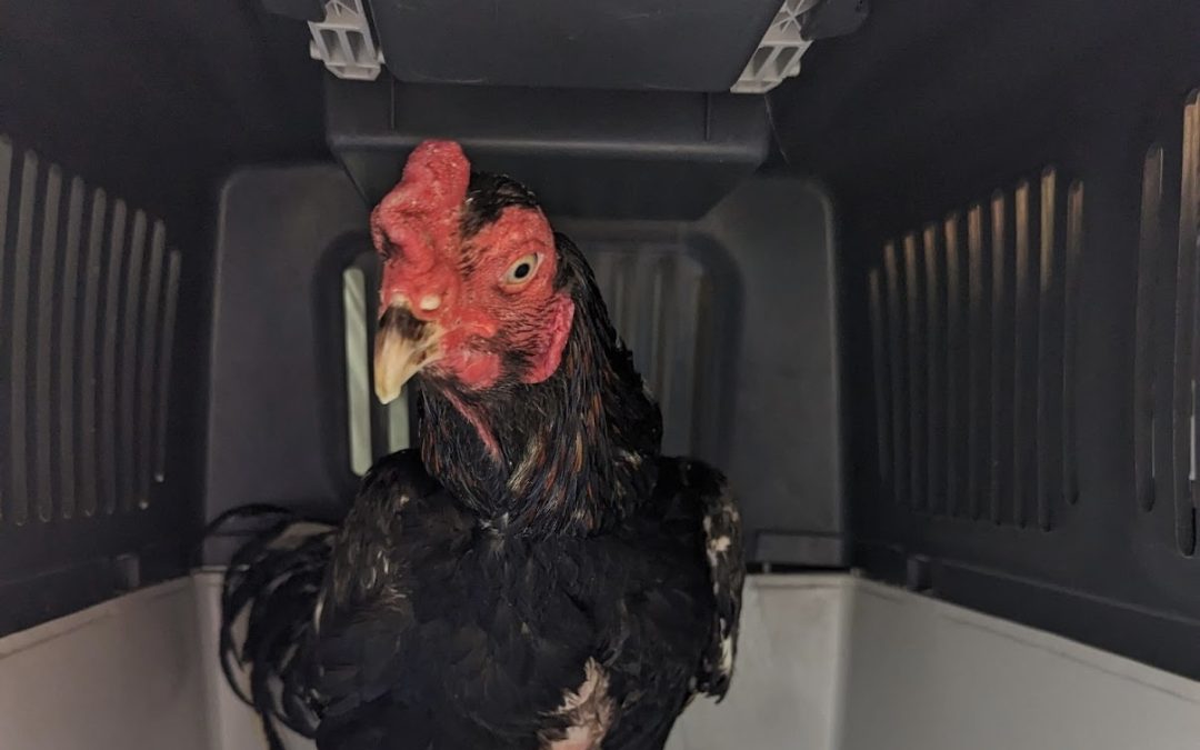 NEWS | RSPCA appeals for information after cockerel found taped-up inside a bin bag