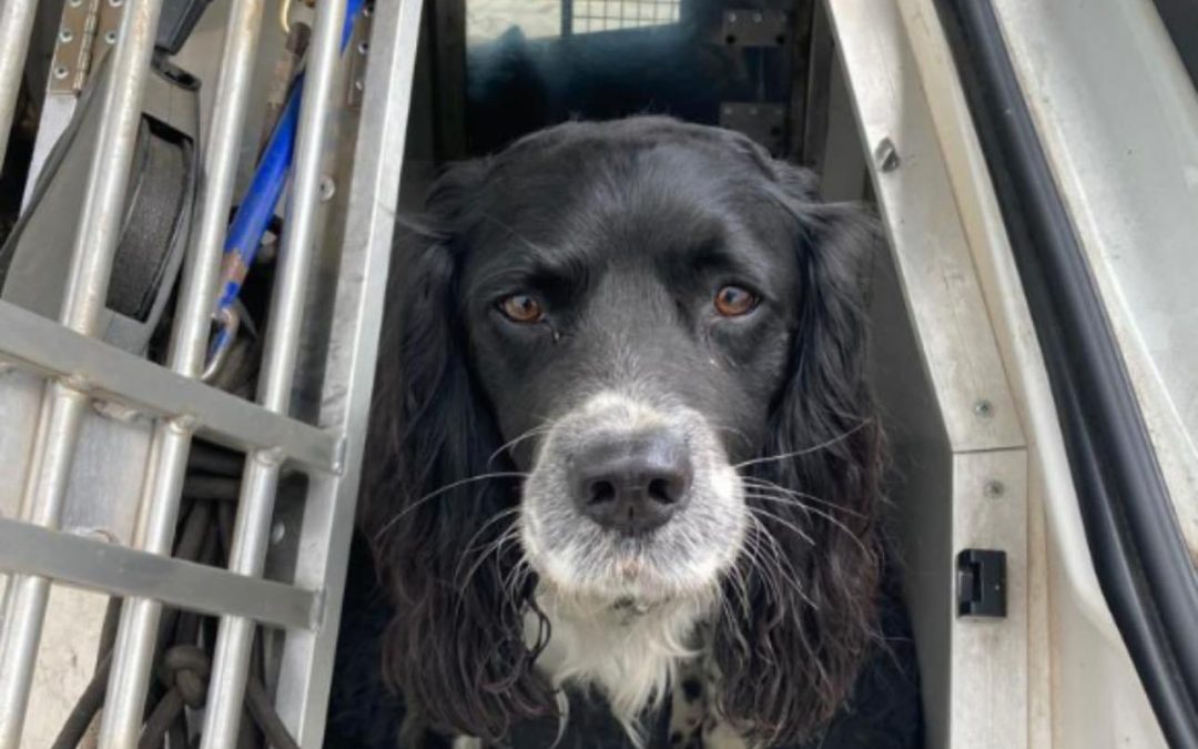 NEWS | Two men were arrested on Tuesday after Police Dog Ollie and his handler discovered 35 small bags of cannabis inside a drain