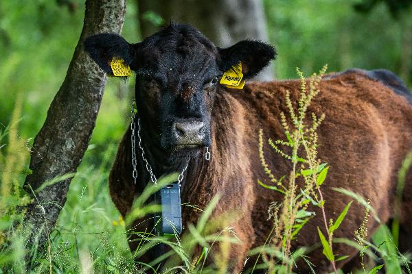 NEWS | A clever herd of Dexter cows has learnt to associate the sound of music with a virtual fence to help protect an Iron Age hill fort nestled in the Wye Valley