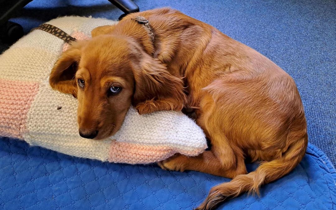 NEWS | Police have seized a young puppy from a car boot sale under the Animal Cruelty Act after reports it was being mistreated