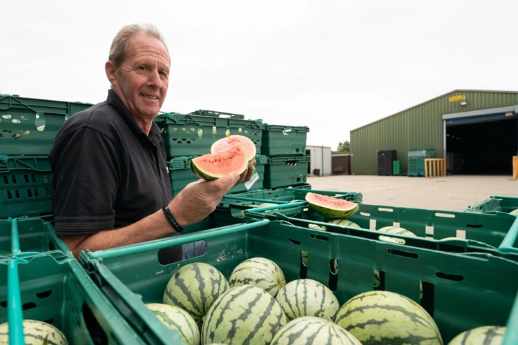 NEWS | Great news for Watermelon fans! Record-breaking bumper crop of UK grown watermelons on the way