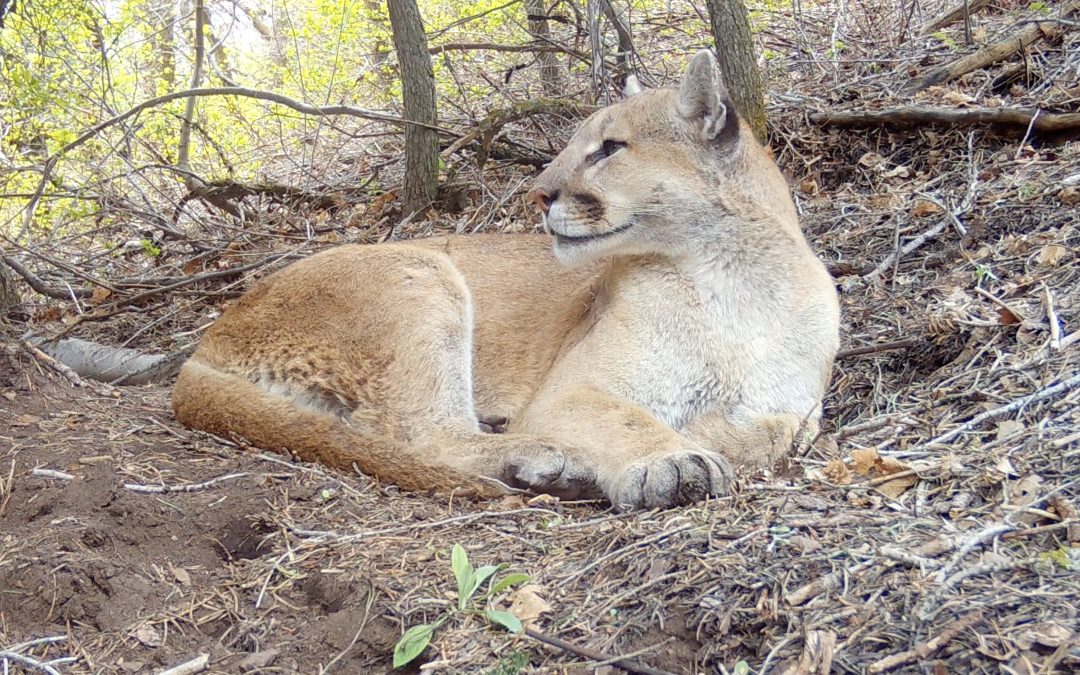 NEWS | A Herefordshire based family business has helped to save the mountain lions of Utah in the United States of America