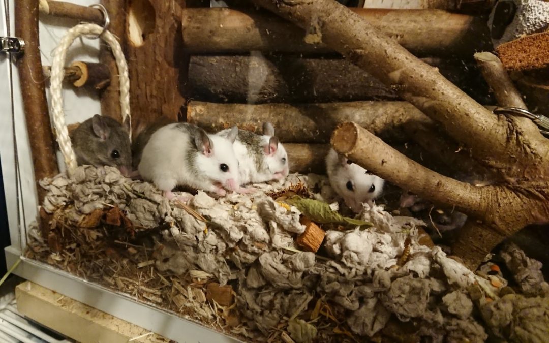 HELP! | Could you give a fairytale ending to a group of mice who were sadly dumped in an alleyway