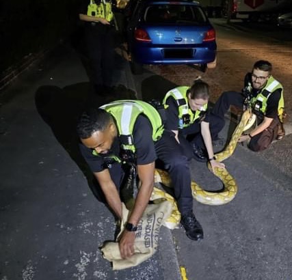 NEWS | Police rescue 12 foot yellow python that was seen slithering down a street in the early hours of the morning