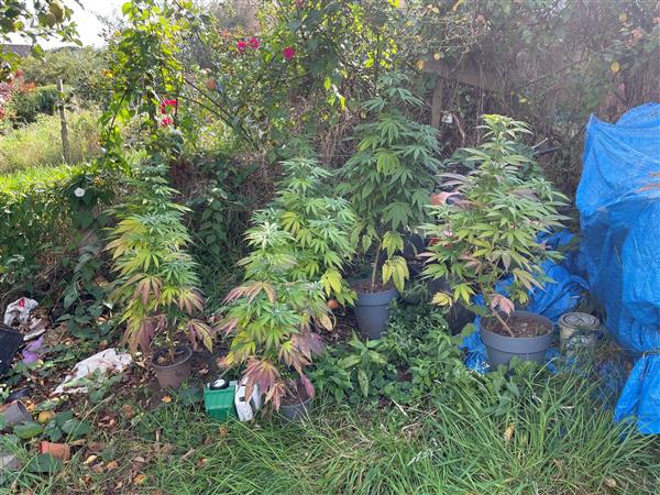 NEWS | 24-year-old man given conditional caution after cannabis plants were discovered at a property in Bromyard 