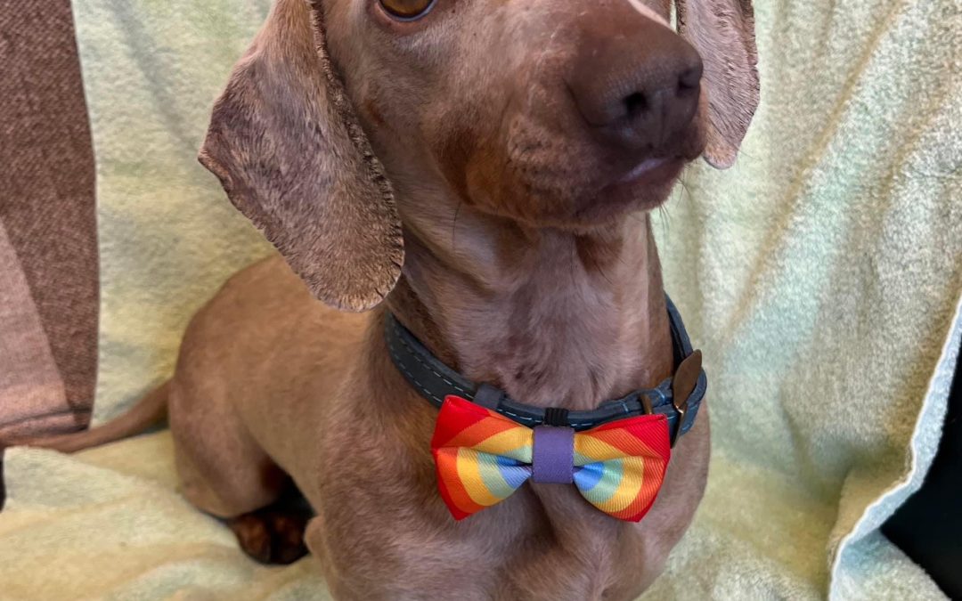 HELP! | Can you help Hereford & Worcester Animal Rescue find a home for cute little Kevin the Dachshund 