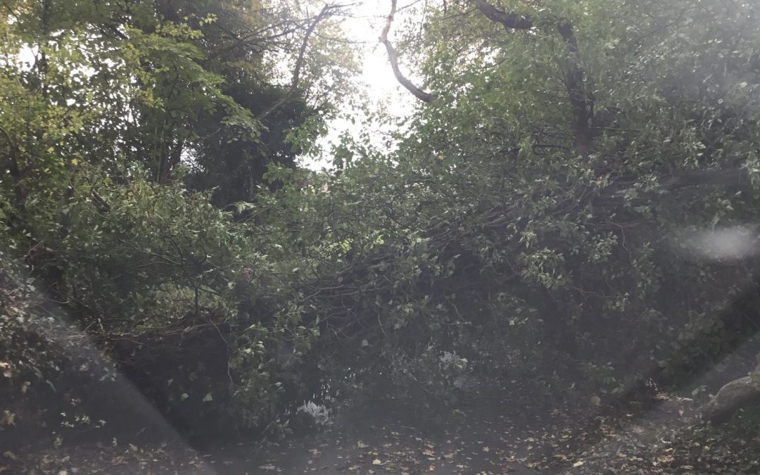NEWS | A fallen tree is blocking a route in Herefordshire this lunchtime 