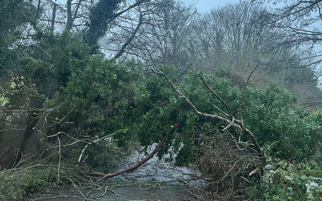 NEWS | A fallen tree is blocking a route in Hereford this morning 