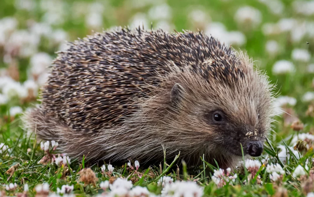 NEWS | Motorists set to be warned of areas where hedgehogs regularly cross the road in one area of Herefordshire with new signage proposed