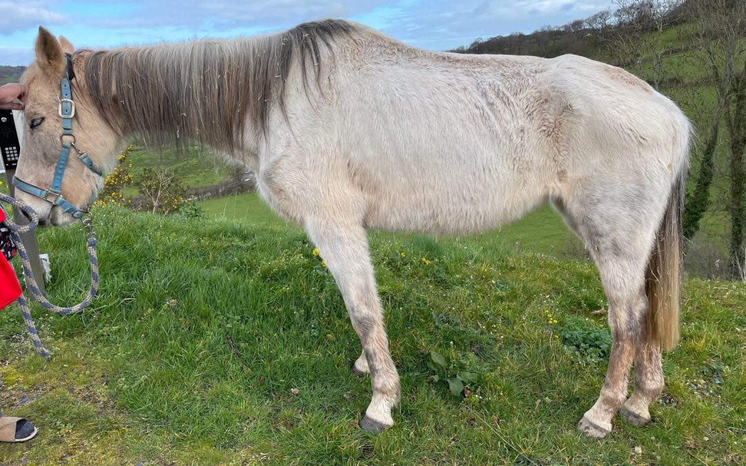 NEWS | Three people have been disqualified from keeping equines for seven years at Hereford Magistrates Court after each admitting to one animal welfare offence relating to horse neglect